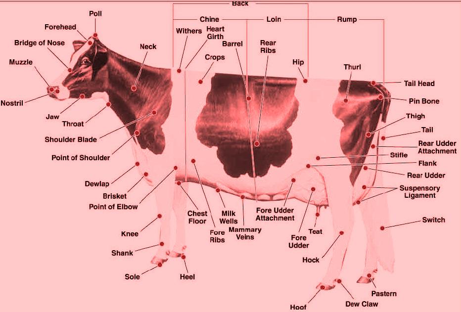 Parts of a cow
